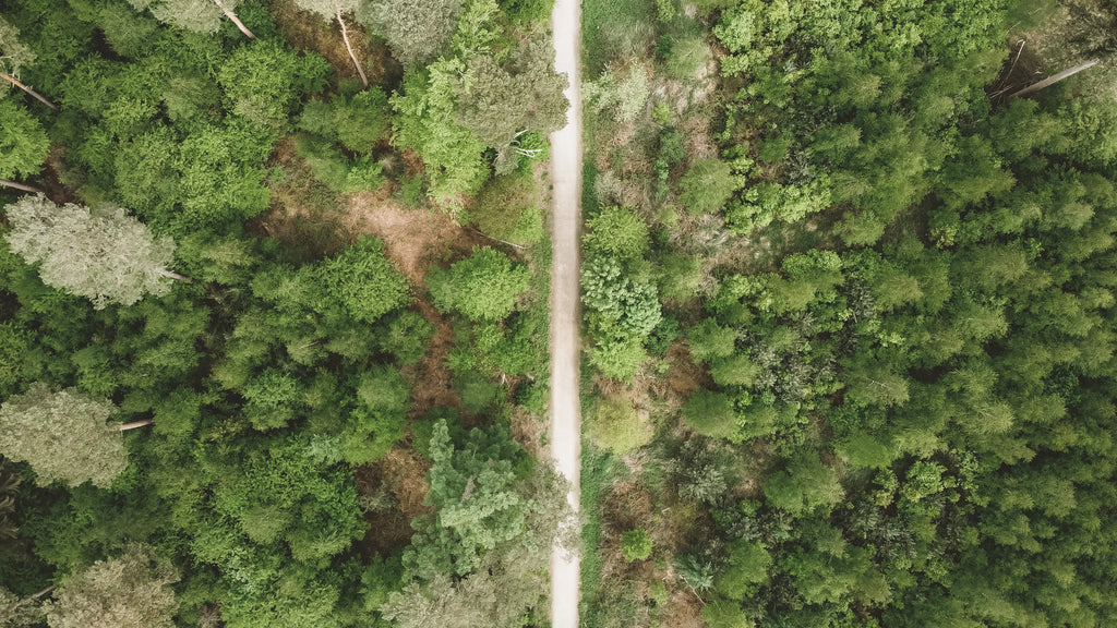 Aerial view Cologne Forest